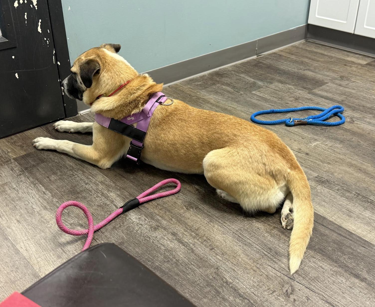 Enlarge Cassie, a Adoptable mixed breed in Woburn, MA image 3/6