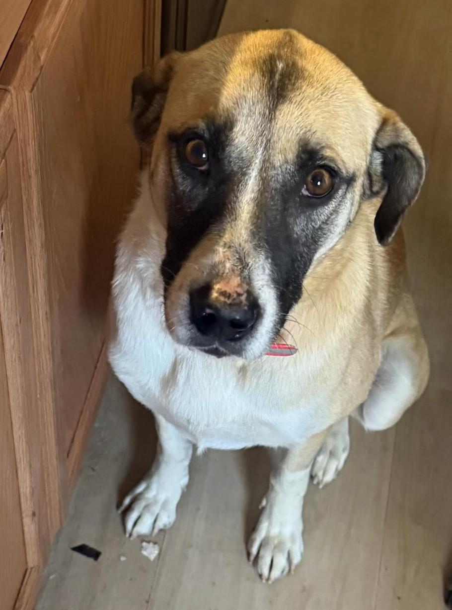Enlarge Cassie, a Adoptable mixed breed in Woburn, MA image 4/6