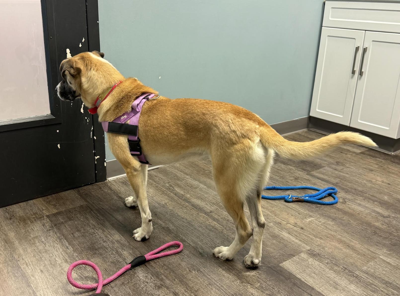 Enlarge Cassie, a Adoptable mixed breed in Woburn, MA image 5/6