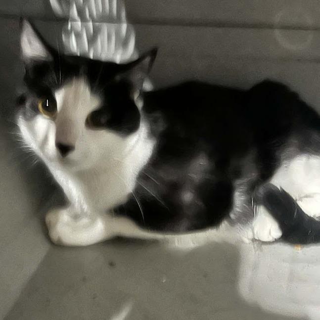 Enlarge Sylvia, a Adoptable Domestic Short Hair in Sioux Falls, SD image 1/2