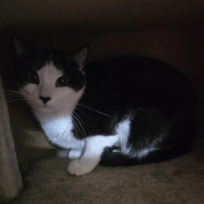 Enlarge Sylvia, a Adoptable Domestic Short Hair in Sioux Falls, SD image 2/2