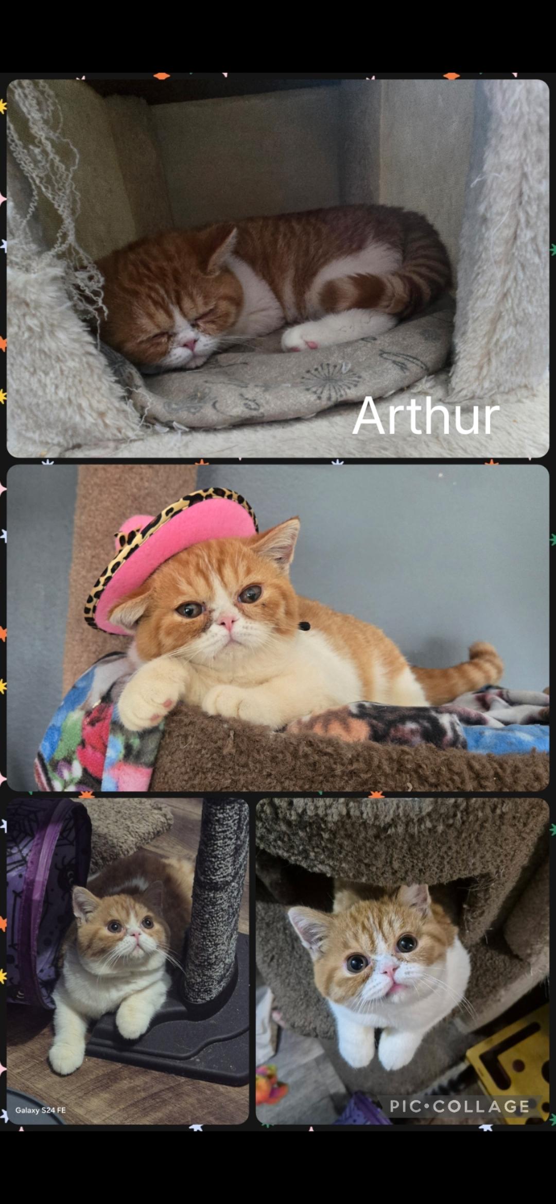 Enlarge Arthur, a Adoptable British Shorthair in Newberg, OR image 1/1