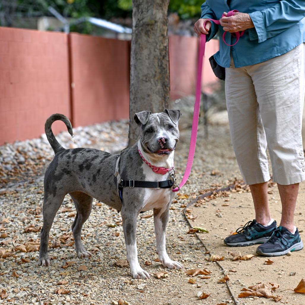 Enlarge Dahlia, a Adoptable mixed breed in Albuquerque, NM image 1/6