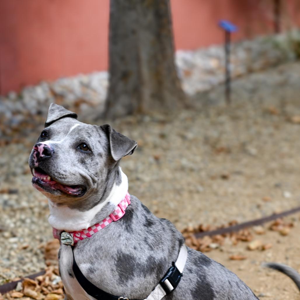 Enlarge Dahlia, a Adoptable mixed breed in Albuquerque, NM image 2/6