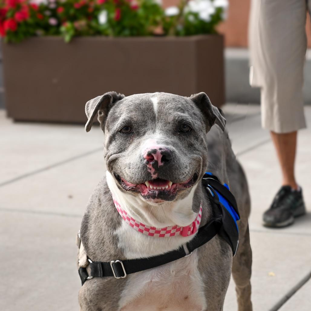 Enlarge Dahlia, a Adoptable mixed breed in Albuquerque, NM image 3/6