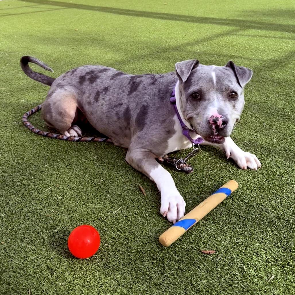 Enlarge Dahlia, a Adoptable mixed breed in Albuquerque, NM image 4/6