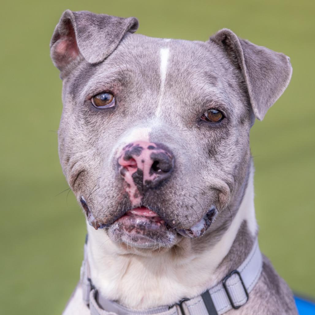 Enlarge Dahlia, a Adoptable mixed breed in Albuquerque, NM image 5/6