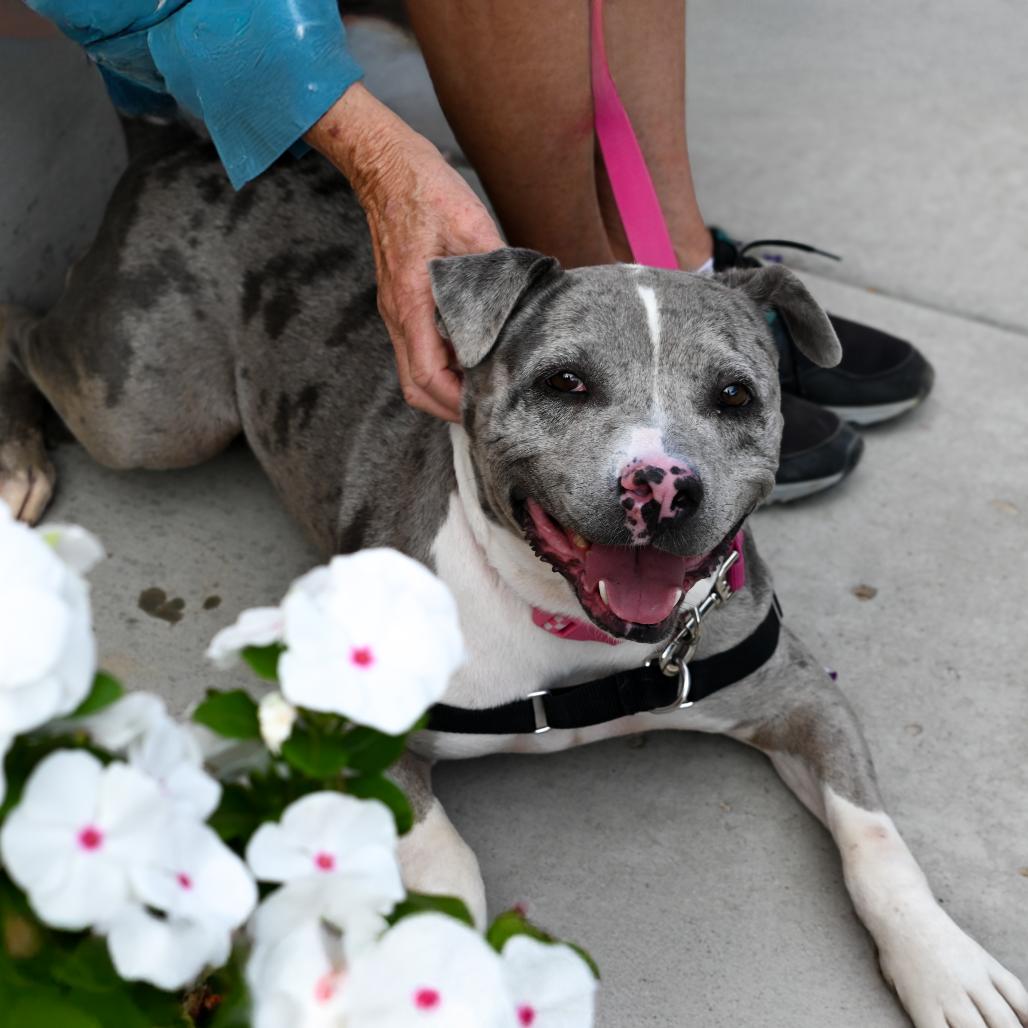 Enlarge Dahlia, a Adoptable mixed breed in Albuquerque, NM image 6/6