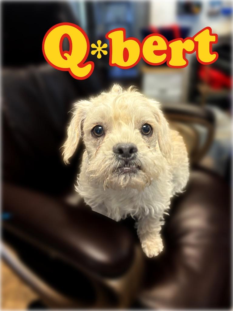 Q-bert, Adoptable, Young Male French Bulldog & Poodle.