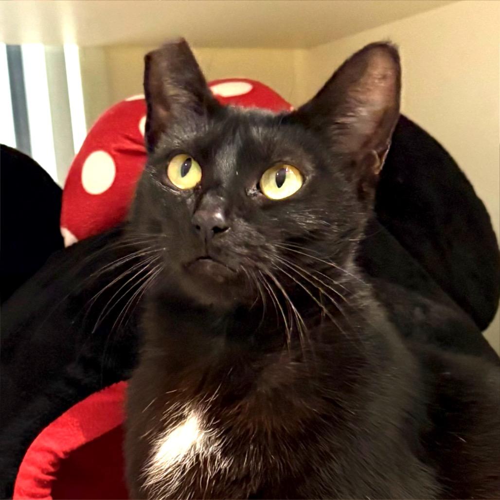 Enlarge Jessie the Cat, a Adoptable Domestic Short Hair in Sarasota, FL image 1/4