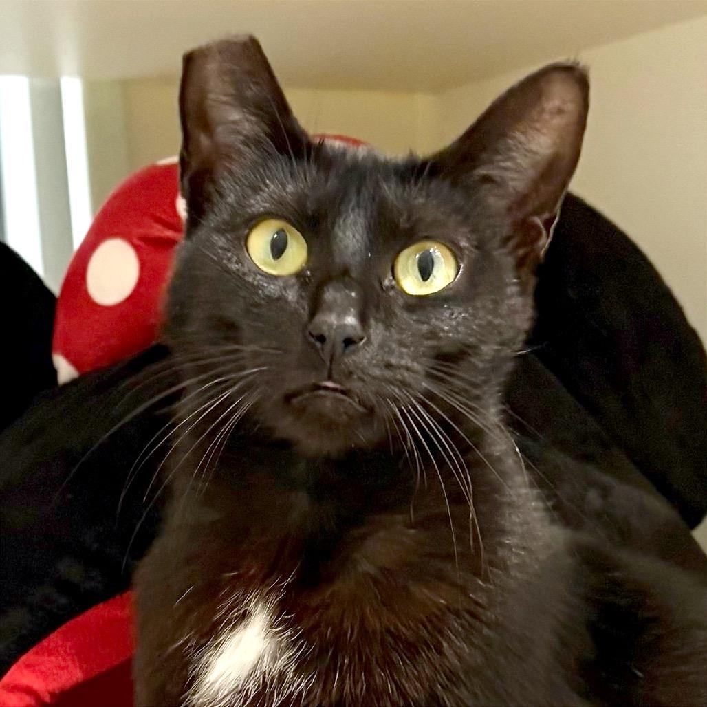 Enlarge Jessie the Cat, a Adoptable Domestic Short Hair in Sarasota, FL image 2/4