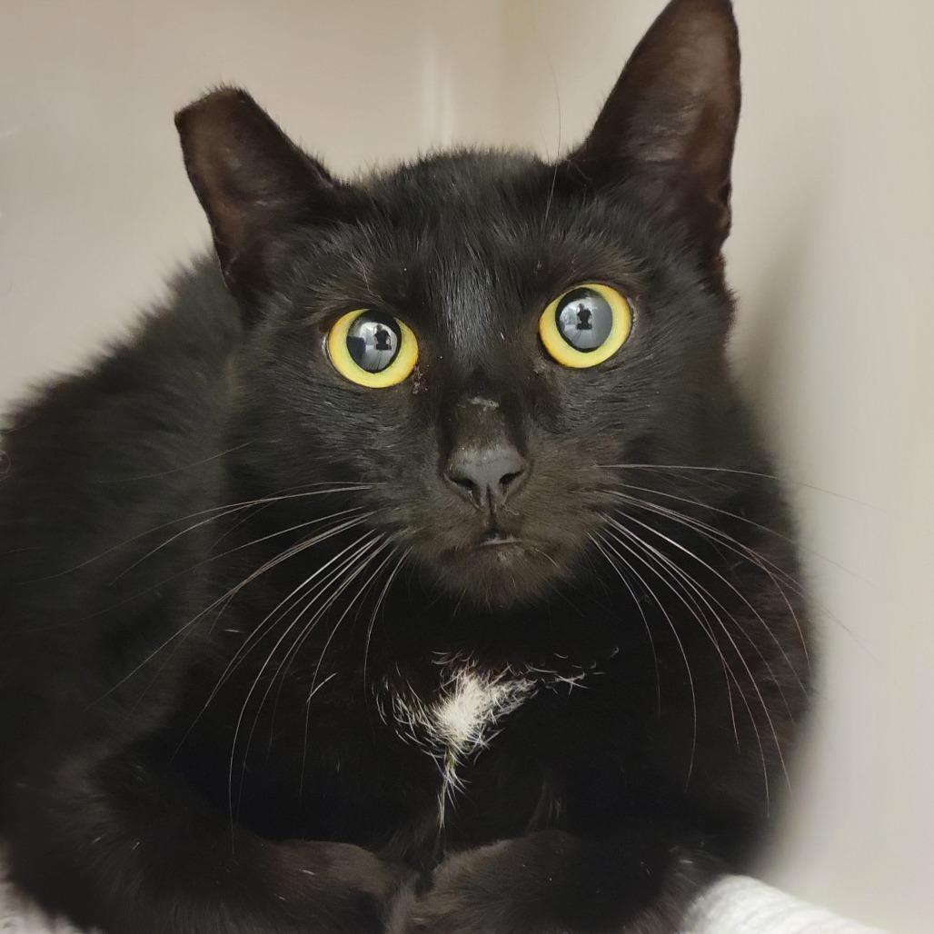 Enlarge Jessie the Cat, a Adoptable Domestic Short Hair in Sarasota, FL image 3/4