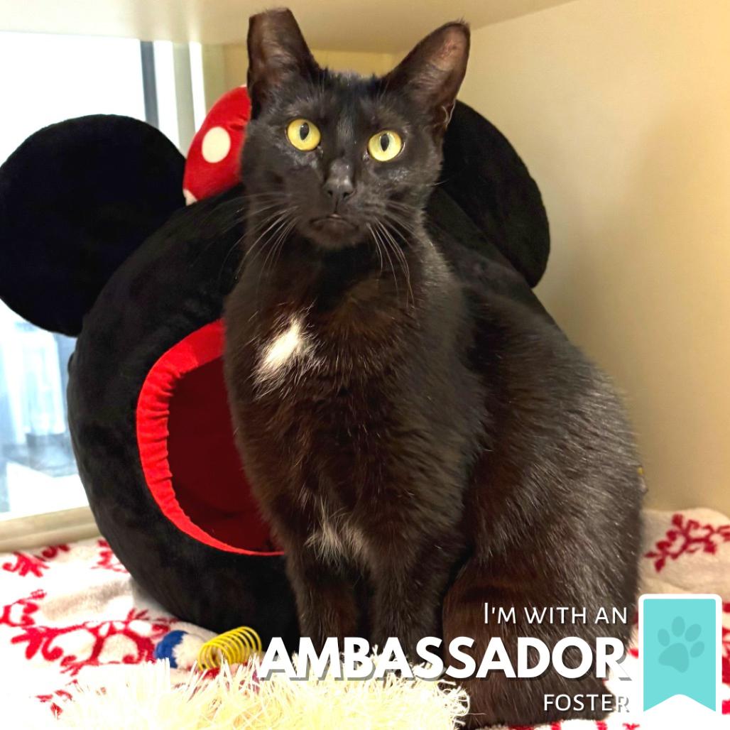 Enlarge Jessie the Cat, a Adoptable Domestic Short Hair in Sarasota, FL image 4/5