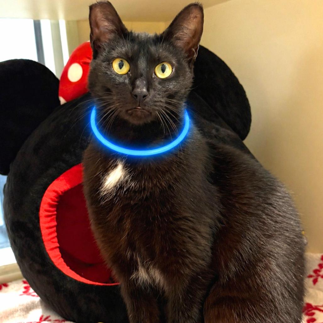 Enlarge Jessie the Cat, a Adoptable Domestic Short Hair in Sarasota, FL image 4/6