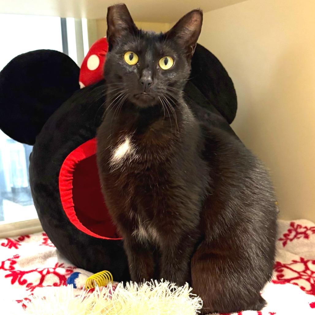 Enlarge Jessie the Cat, a Adoptable Domestic Short Hair in Sarasota, FL image 4/4