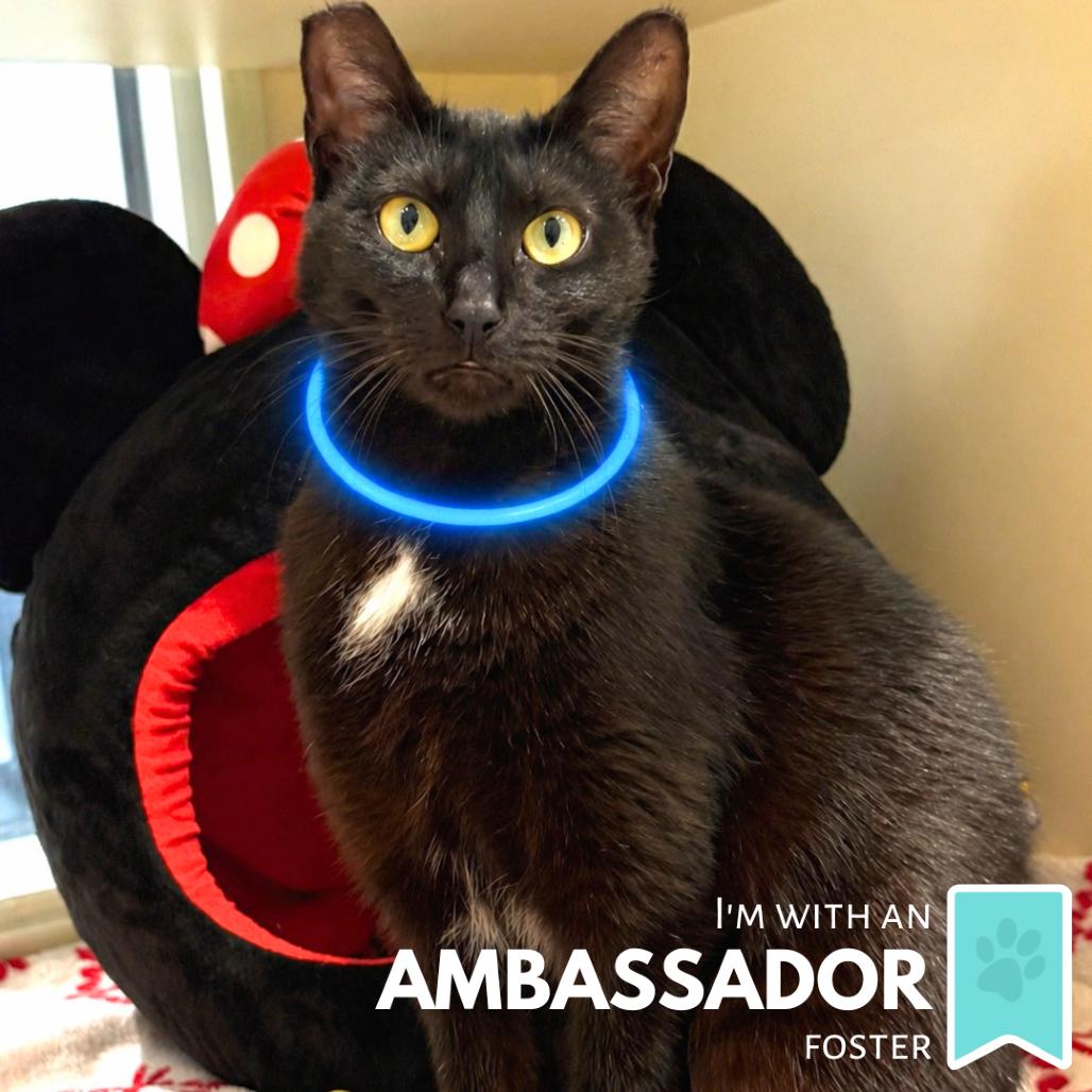 Enlarge Jessie the Cat, a Adoptable Domestic Short Hair in Sarasota, FL image 6/6