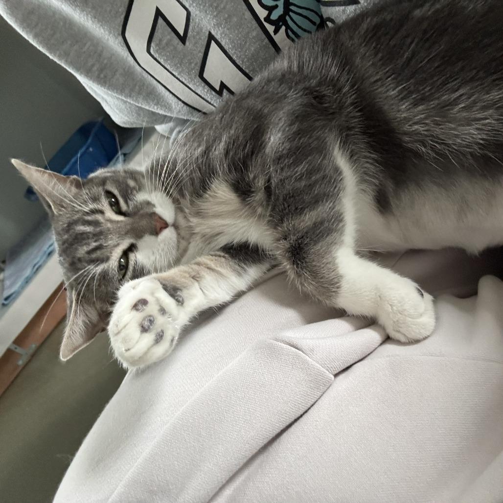 Hope, Adoptable, Young Female Domestic Short Hair.