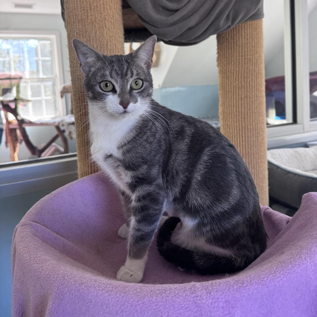 Enlarge Hope, a Adoptable Domestic Short Hair in Ashland, MA image 2/4