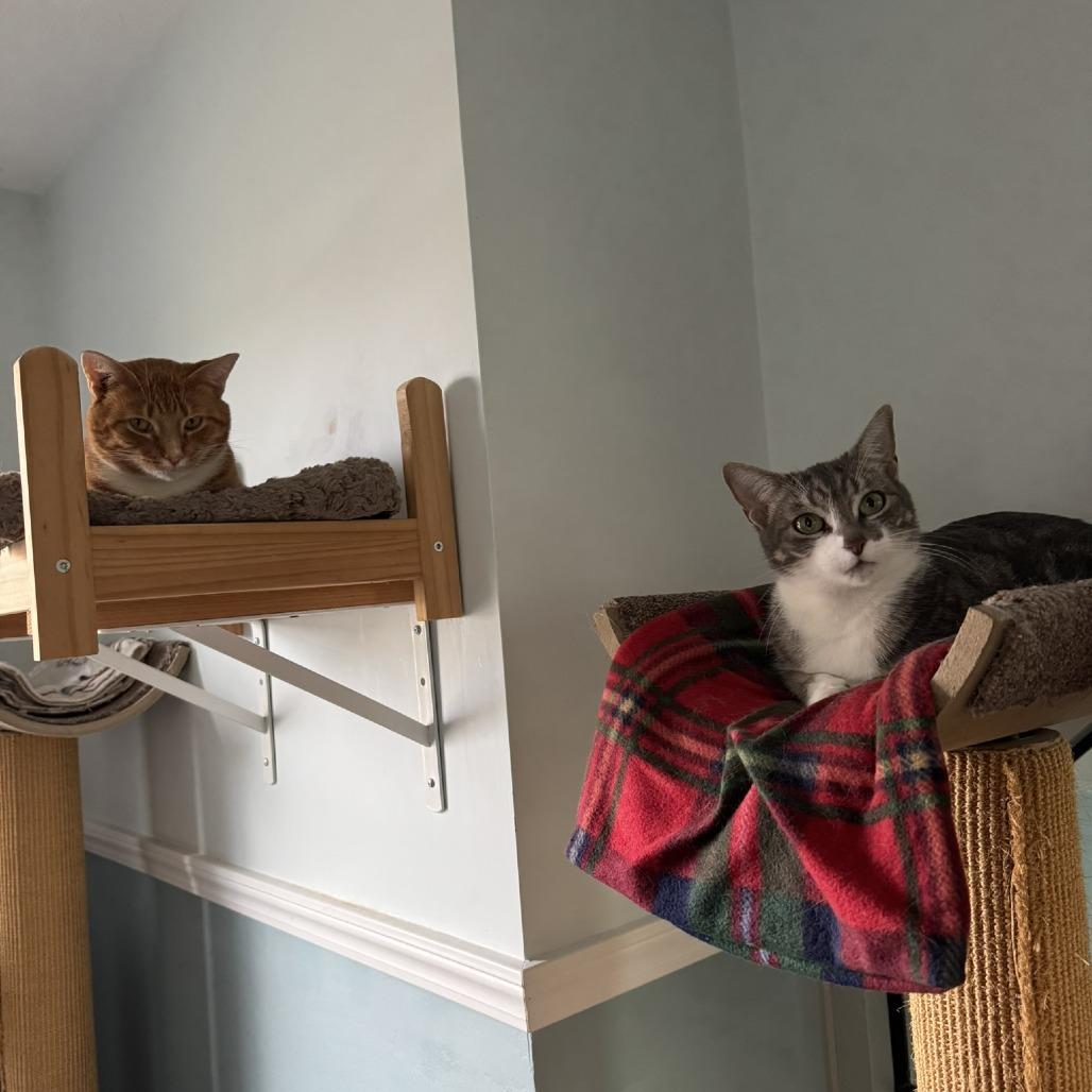 Enlarge Hope, a Adoptable Domestic Short Hair in Ashland, MA image 3/4
