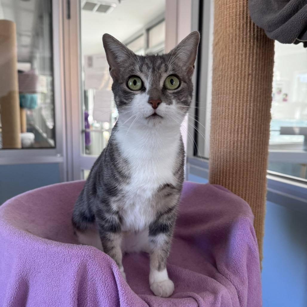 Enlarge Hope, a Adoptable Domestic Short Hair in Ashland, MA image 4/4