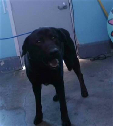 TRAVIS, Adoptable, Young Male Labrador Retriever.