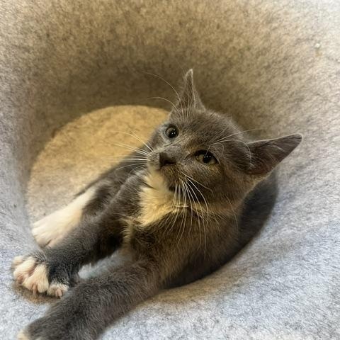 Enlarge Leon - Adoption Pending, a Adopted Domestic Short Hair in Rochester, MA image 5/6