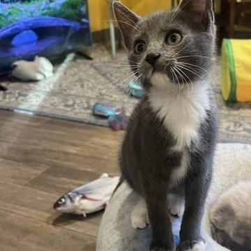 Enlarge Leon - Adoption Pending, a Adopted Domestic Short Hair in Rochester, MA image 3/6