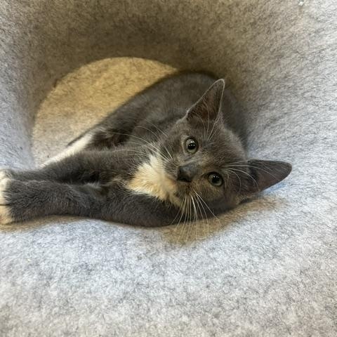 Enlarge Leon - Adoption Pending, a Adopted Domestic Short Hair in Rochester, MA image 4/6