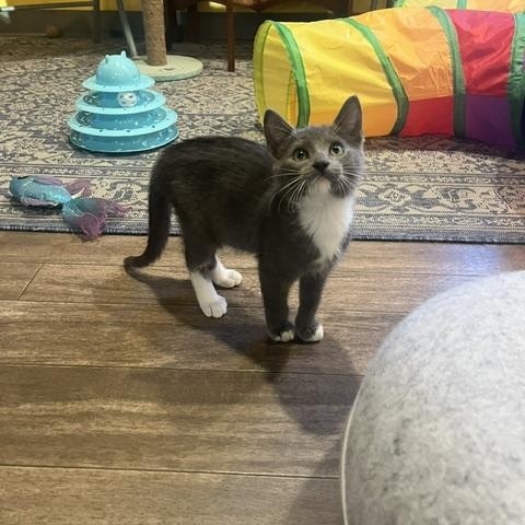 Enlarge Leon - Adoption Pending, a Adopted Domestic Short Hair in Rochester, MA image 6/6