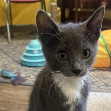 Enlarge Leon - Adoption Pending, a Adopted Domestic Short Hair in Rochester, MA image 2/6