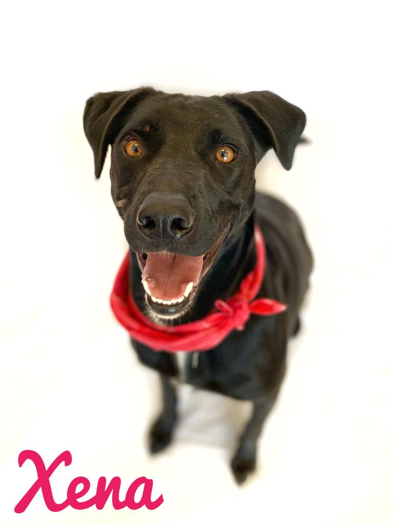 Enlarge Xena 2021, a Adoptable Black Labrador Retriever in Seagoville, TX image 1/4