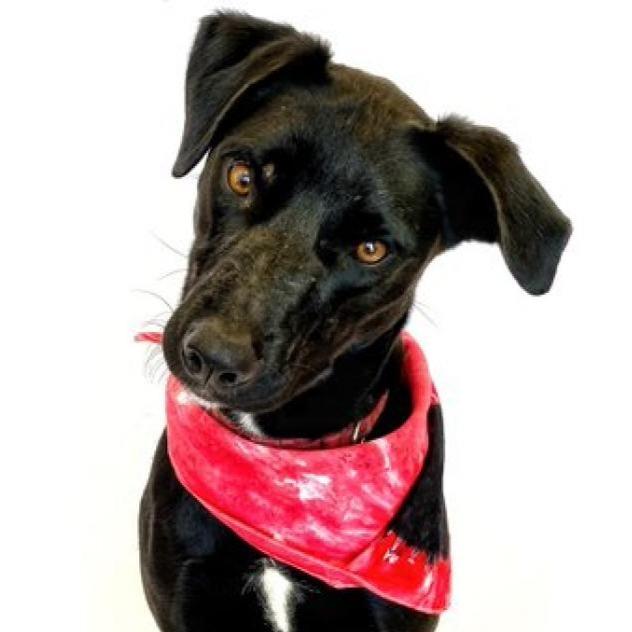Enlarge Xena 2021, a Adoptable Black Labrador Retriever in Seagoville, TX image 2/4