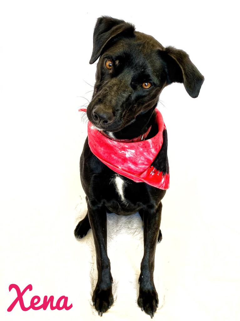 Xena 2021, Adoptable, Adult Female Black Labrador Retriever.