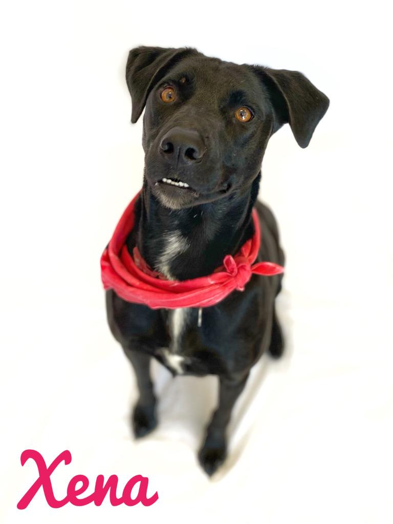 Enlarge Xena 2021, a Adoptable Black Labrador Retriever in Seagoville, TX image 4/4