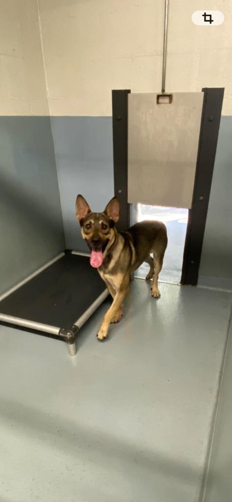 Gunther, Adoptable, Adult Male German Shepherd Dog & Mixed Breed.