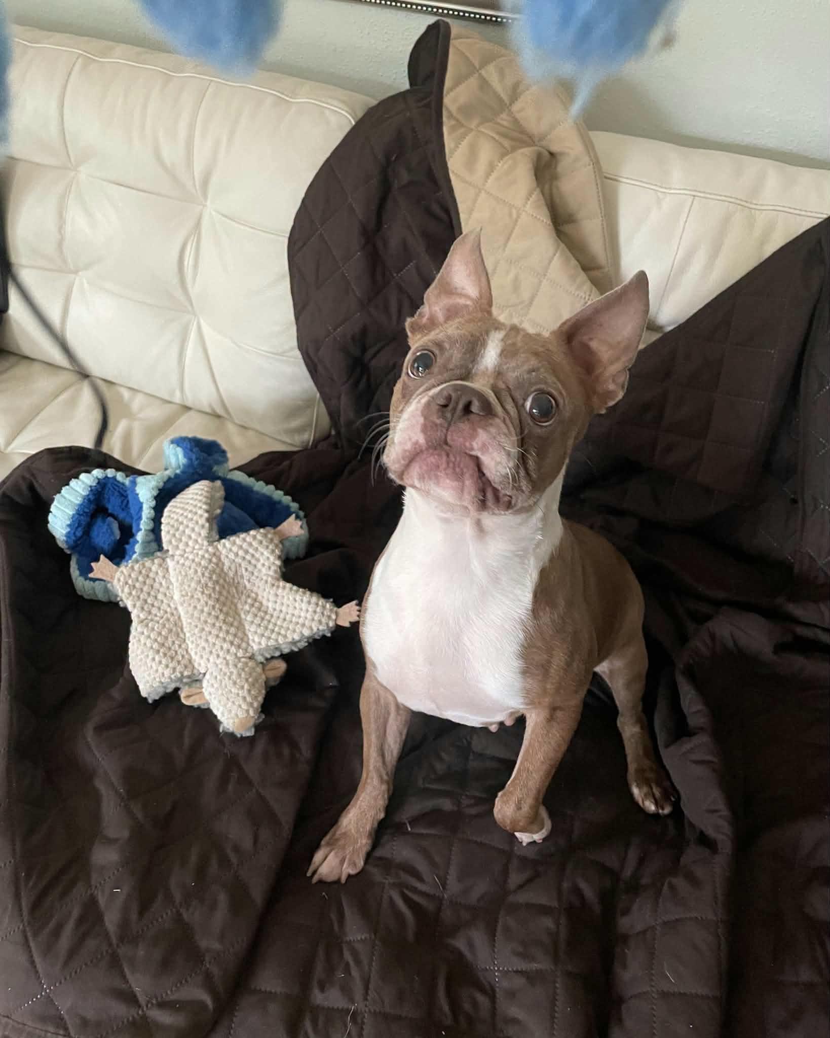 Enlarge Twix, a Adoptable Boston Terrier in Waukesha, WI image 6/6