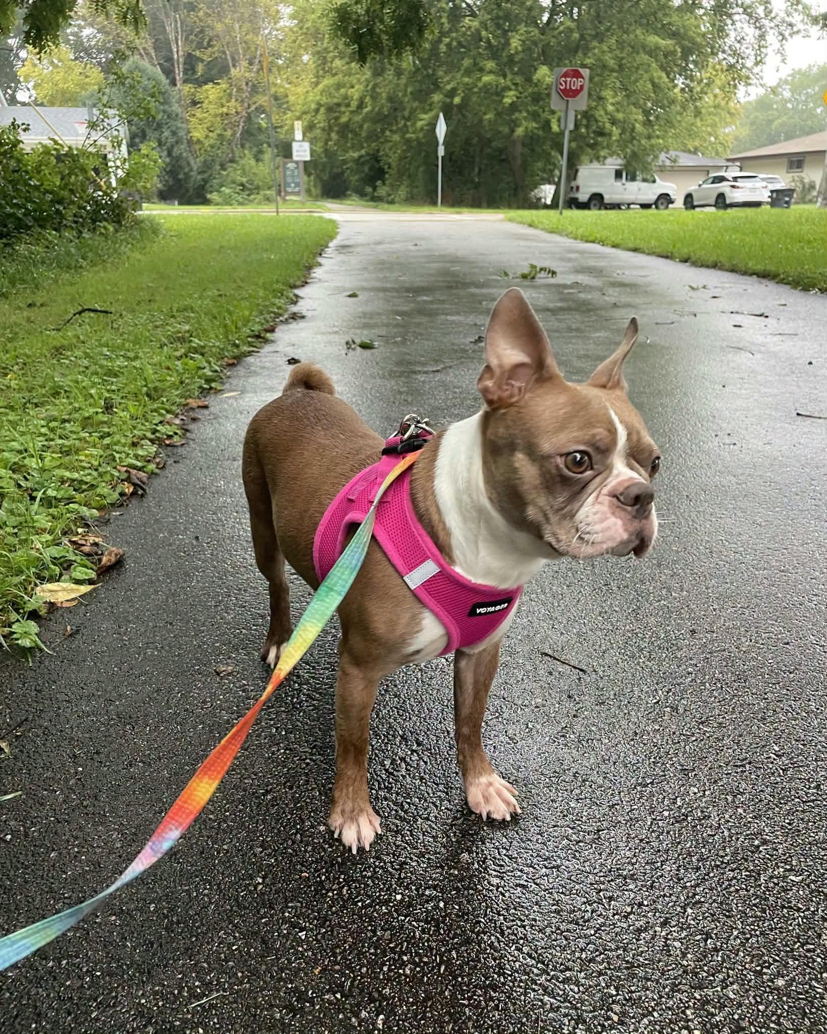Enlarge Twix, a Adoptable Boston Terrier in Waukesha, WI image 4/6