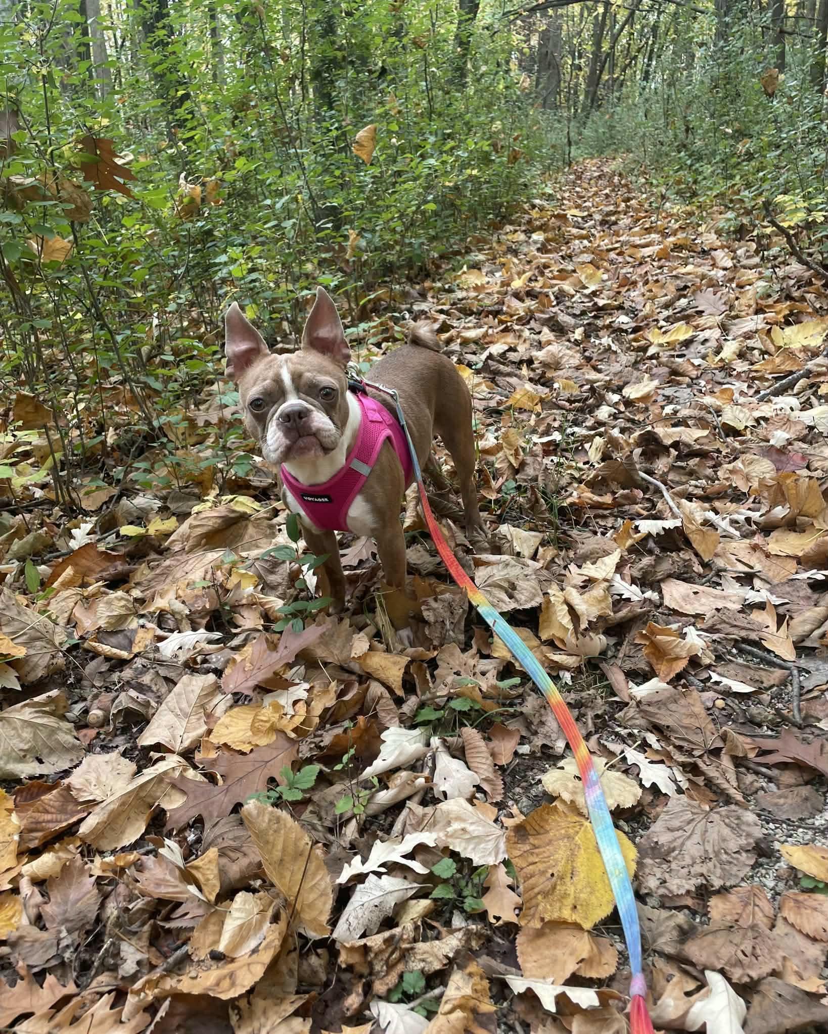Enlarge Twix, a Adoptable Boston Terrier in Waukesha, WI image 3/6