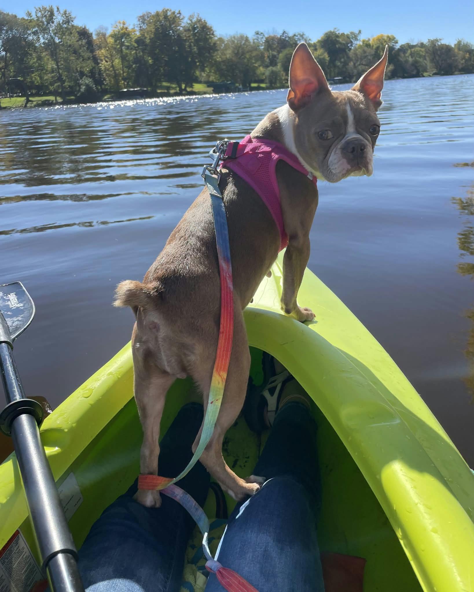 Twix, Adoptable, Adult Female Boston Terrier.