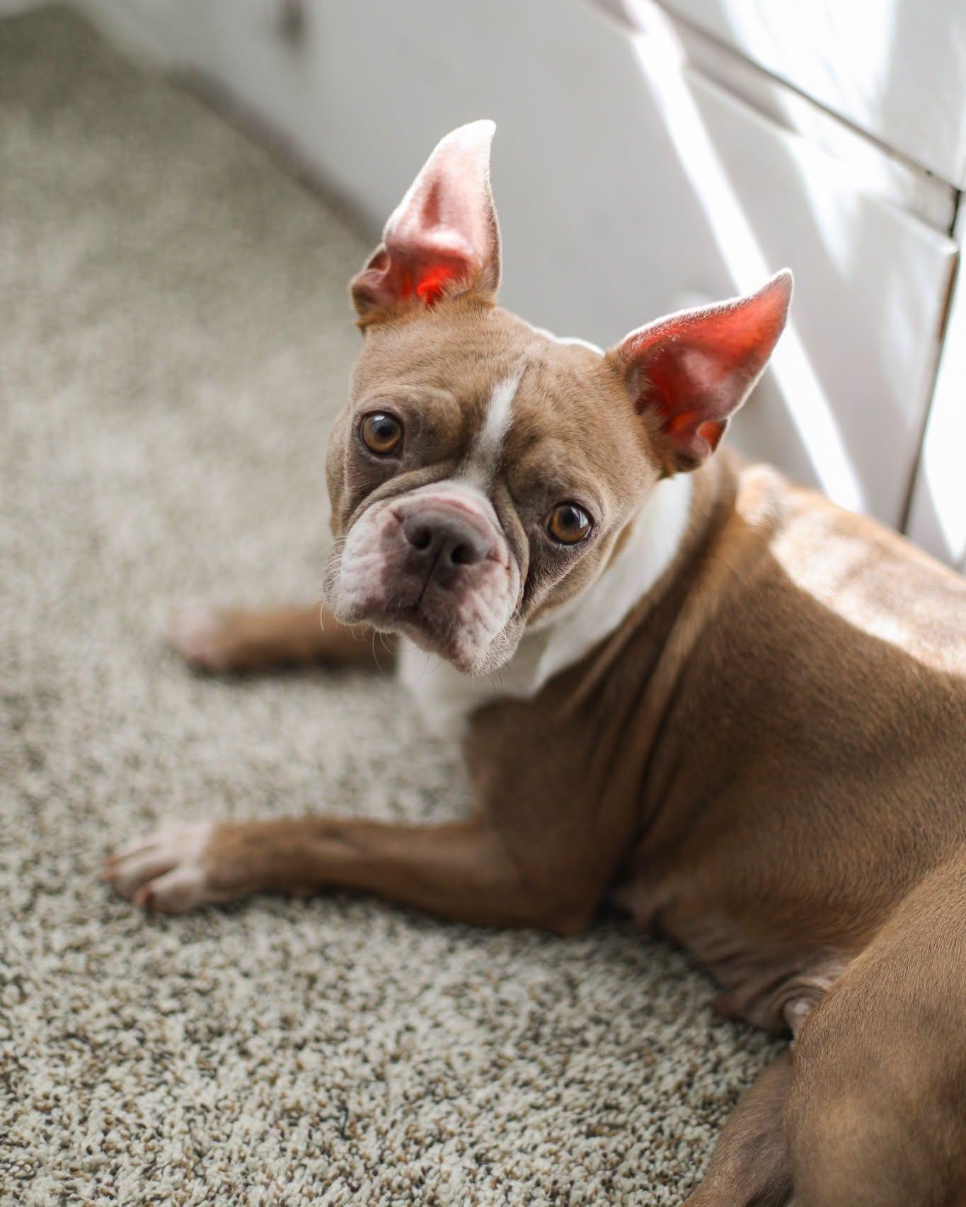 Enlarge Twix, a Adoptable Boston Terrier in Waukesha, WI image 2/6