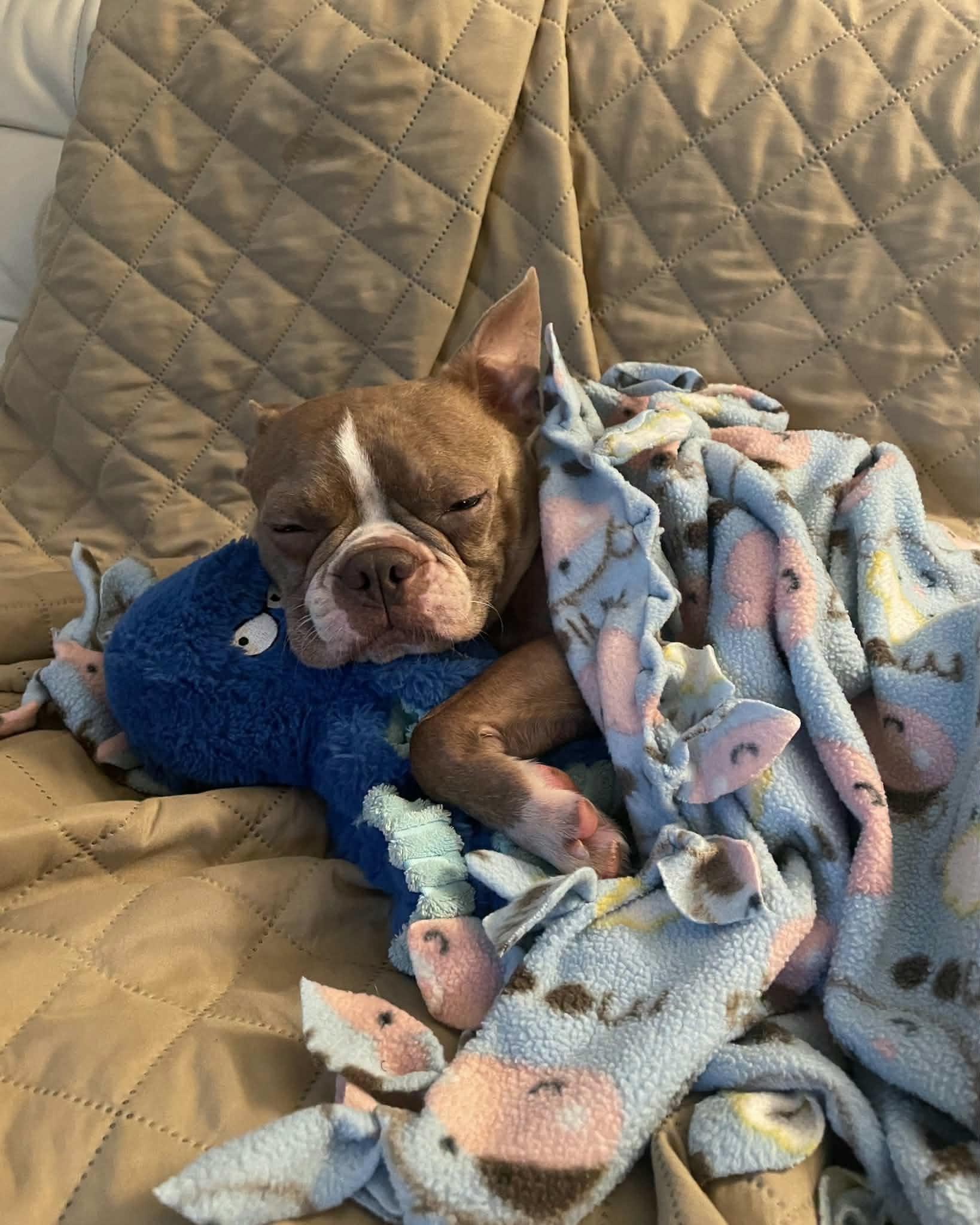 Enlarge Twix, a Adoptable Boston Terrier in Waukesha, WI image 5/6