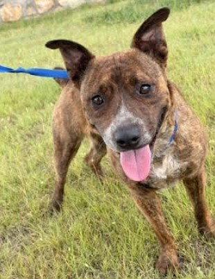 Enlarge Reina, a Adoptable mixed breed in San Diego, CA image 1/3