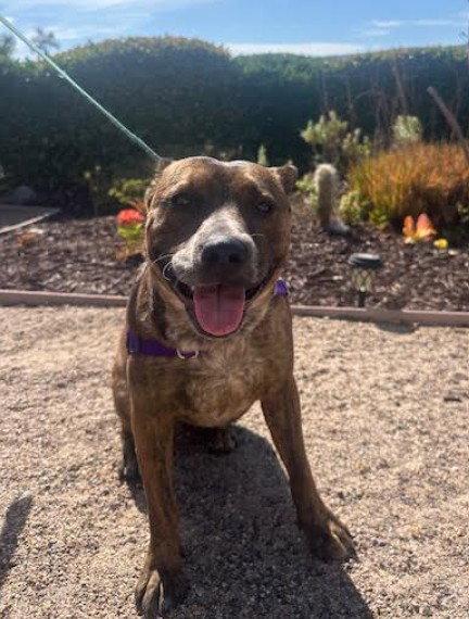 Enlarge Reina, a Adoptable mixed breed in San Diego, CA image 3/3