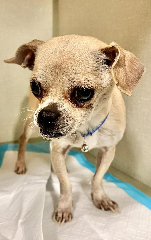 Taco, Adoptable, Adult Male Pug & Chihuahua.