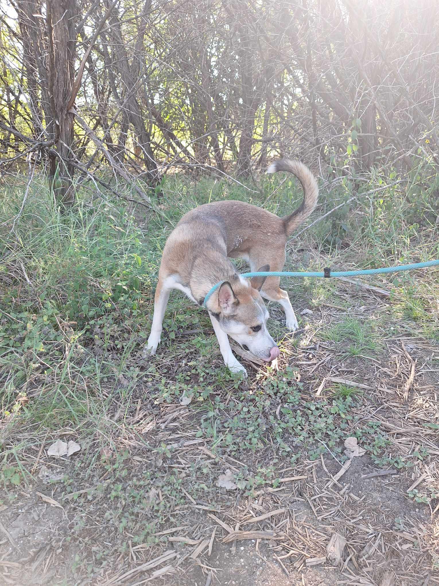 Enlarge Benny Jack, a Adoptable mixed breed in Lockhart, TX image 1/4