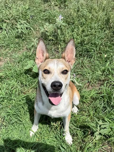 Enlarge Benny Jack, a Adoptable mixed breed in Lockhart, TX image 1/2