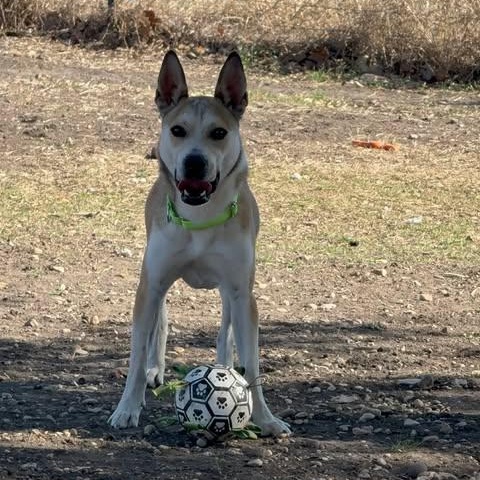 Enlarge Benny Jack, a Adoptable mixed breed in Lockhart, TX image 4/4
