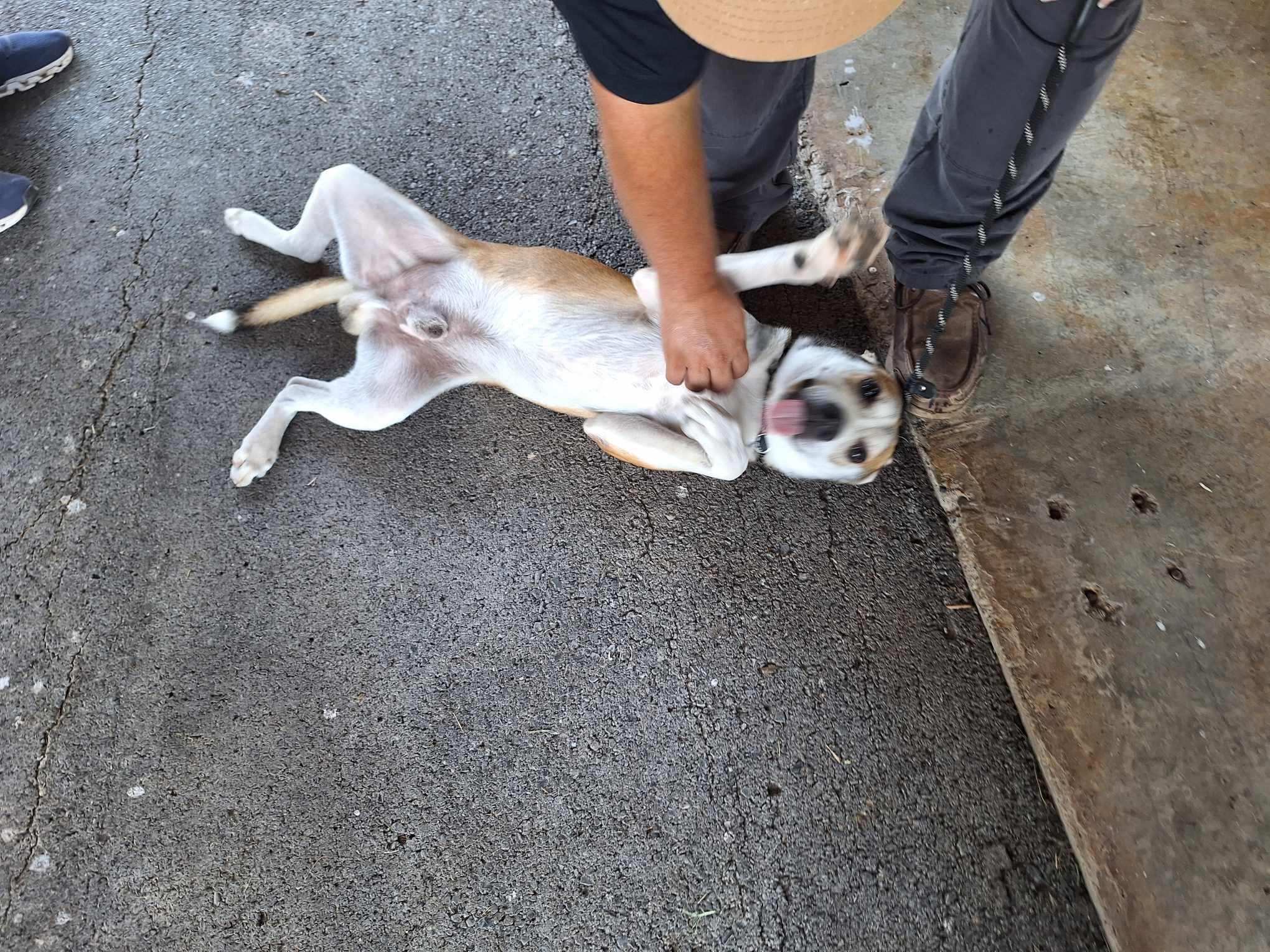 Enlarge Benny Jack, a Adoptable mixed breed in Lockhart, TX image 2/4