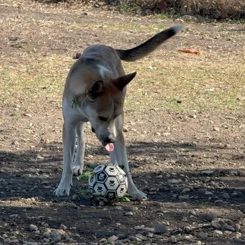 Enlarge Benny Jack, a Adoptable mixed breed in Lockhart, TX image 3/4