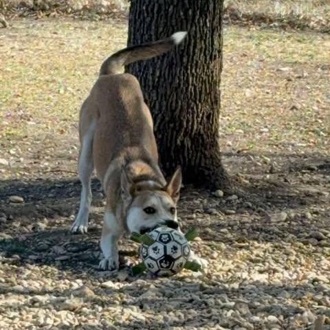 Enlarge Benny Jack, a Adoptable mixed breed in Lockhart, TX image 2/4